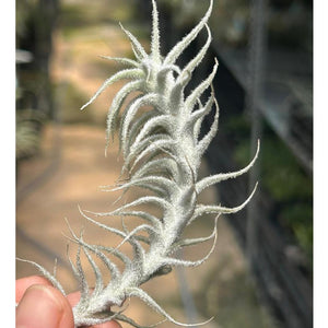 T. stellifera