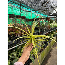 T. streptocarpa