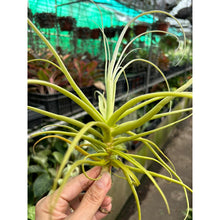 T. streptocarpa