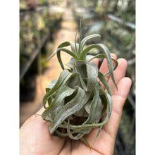 T. streptophylla (Small)