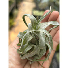 T. streptophylla (Small)