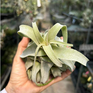 T. streptophylla (Medium)