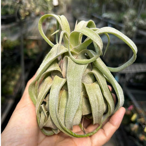 T. streptophylla (Medium)