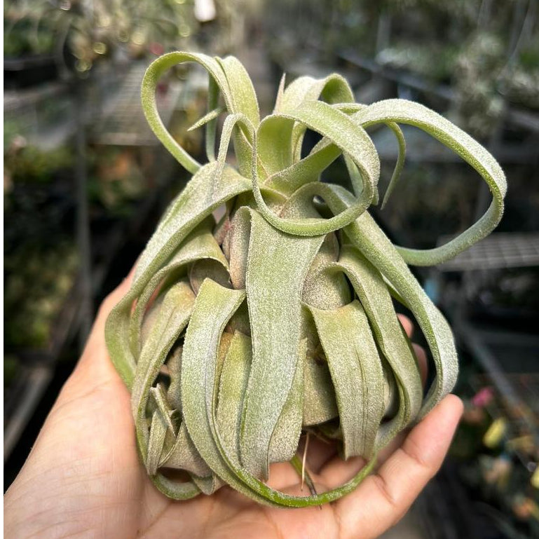 T. streptophylla (Medium)