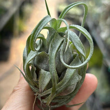 T. streptophylla (Seedling)