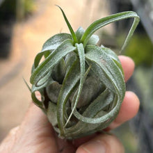 T. streptophylla (Seedling)