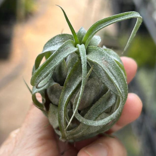 T. streptophylla (Seedling)