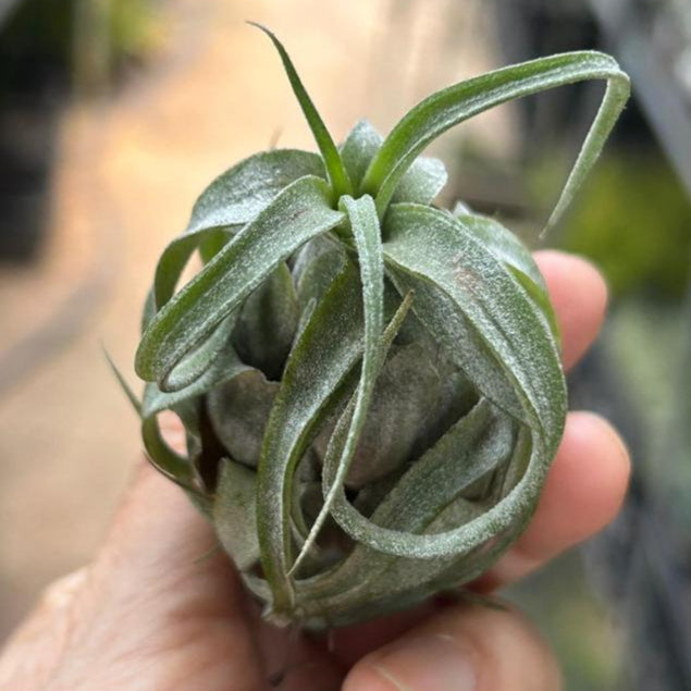 T. streptophylla (Seedling)