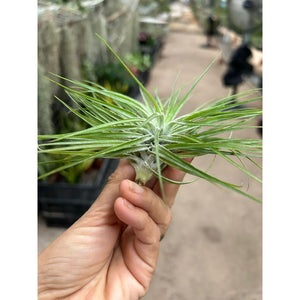 T. stricta Compacta