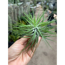 T. stricta Compacta