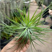 T. stricta Compacta