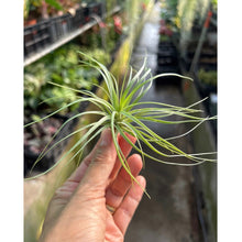 T. stricta (small)
