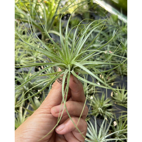 T. stricta stiff leaf (Small)