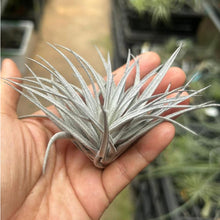 T. sucreii
