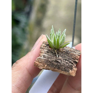 T. thiekenii on corkbark hanger