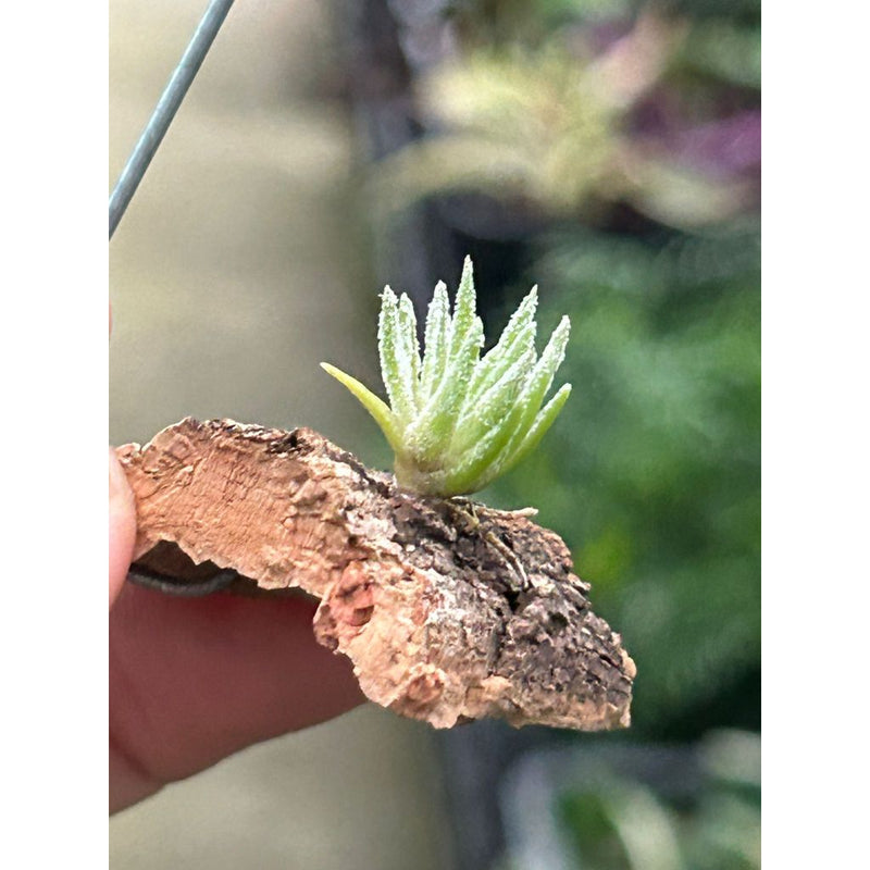 T. thiekenii on corkbark hanger – Pick a Plant Online