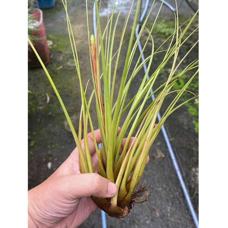T. tricolor XL (Spiking)