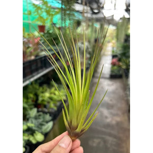 T. tricolor (Small)