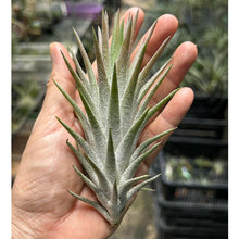 T. vanhyningii Straight leaf (L)