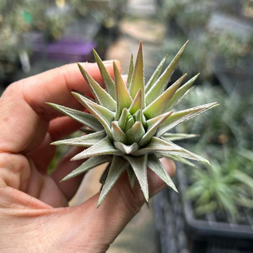 T. vanhyningii Straight leaf (L)