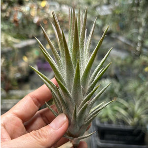 T. vanhyningii Straight leaf (L)