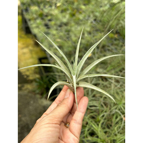 T. velutina (Small)
