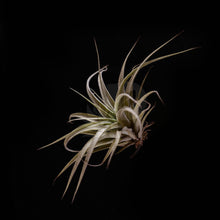 T. xerographica (Seedling)