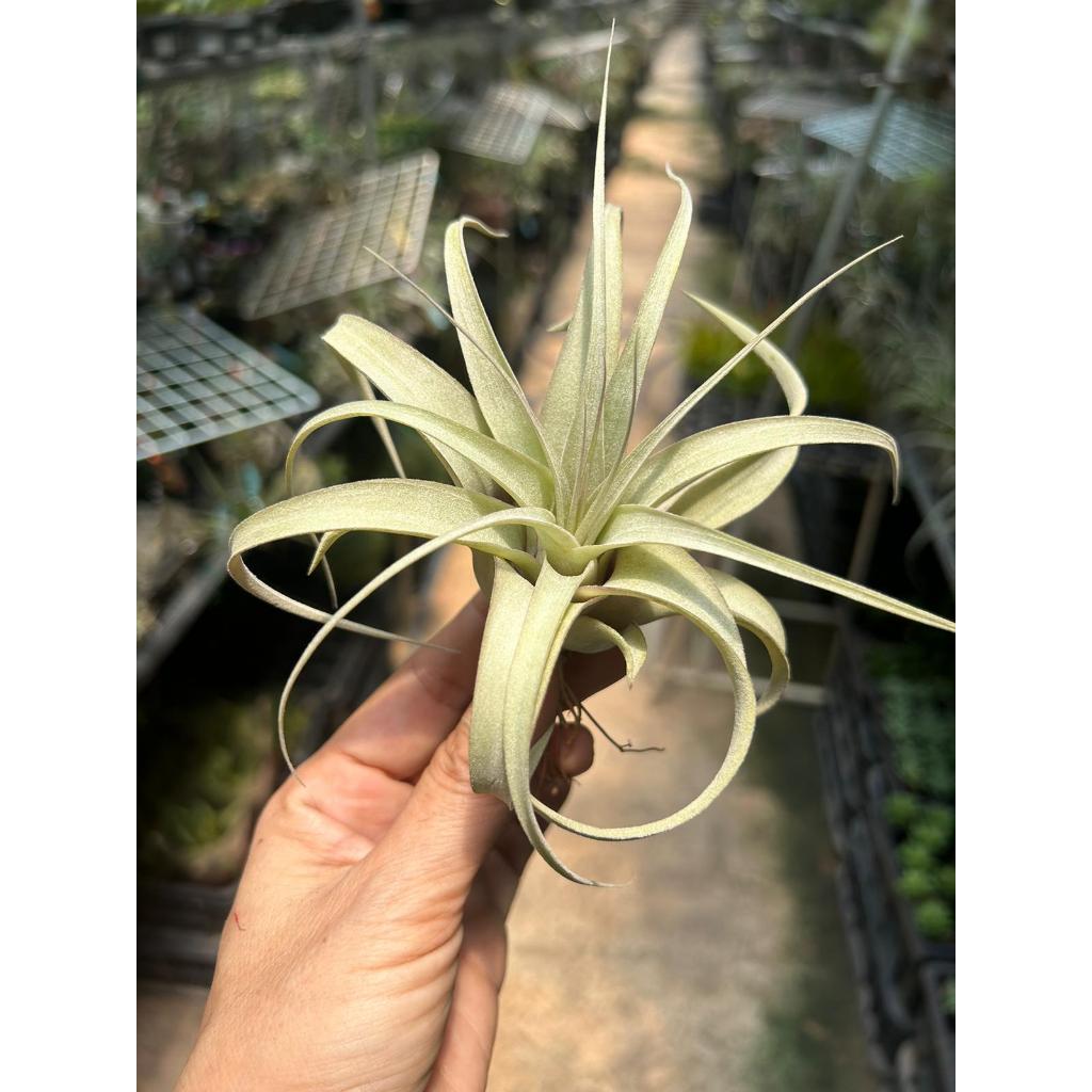 T. xerographica (Mini)