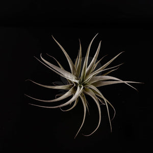 T. xerographica (Seedling)