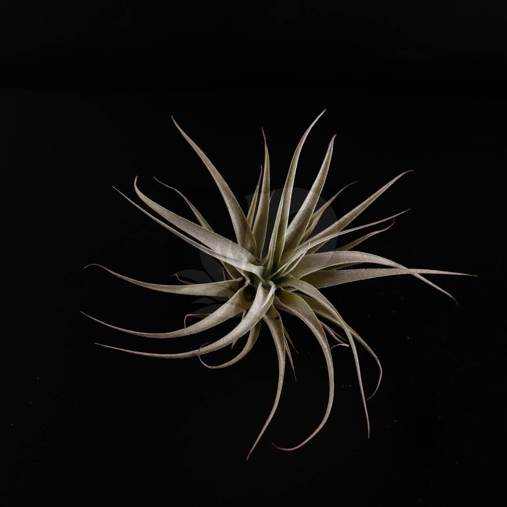 T. xerographica (Seedling)