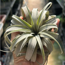 T. zacapaensis