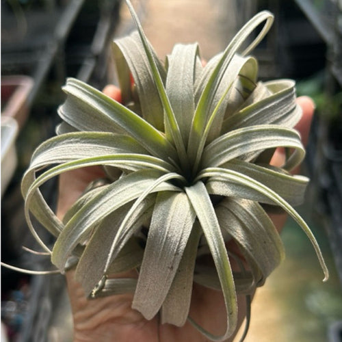 T. zacapaensis