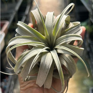 T. zacapaensis