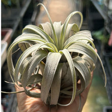 T. zacapaensis