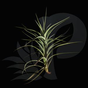 Tillandsia bergeri beautiful airplant for sale