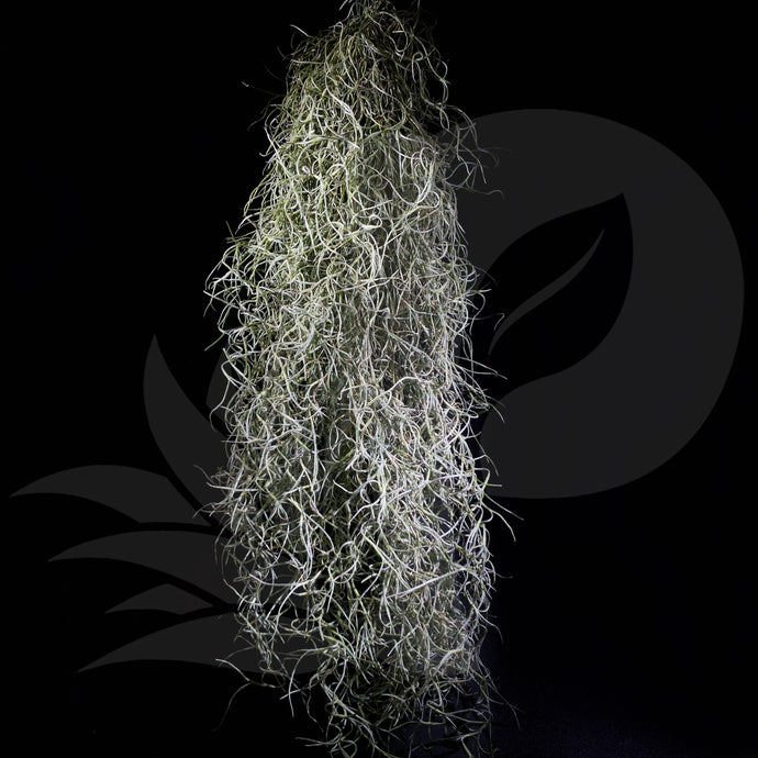 T. usneoides Spanish Moss (Silver leaves), beautiful airplant with care guide