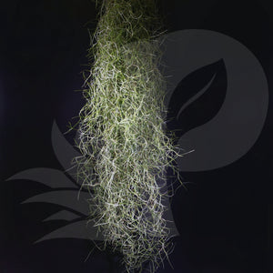 Tillandsia usneoides Spanish Moss (Fine leaves), beautiful airplant for sale