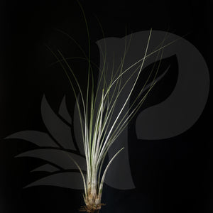 Tillandsia juncea (small), beautiful airplant for sale