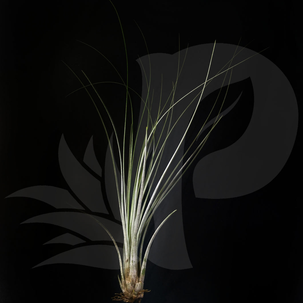 Tillandsia juncea (small), beautiful airplant for sale