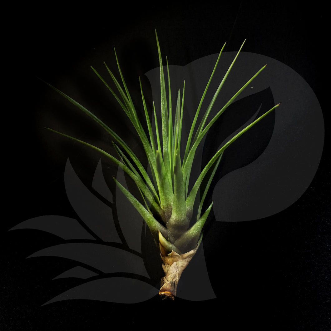 Tillandsia tricolor (small), beautiful airplant for sale