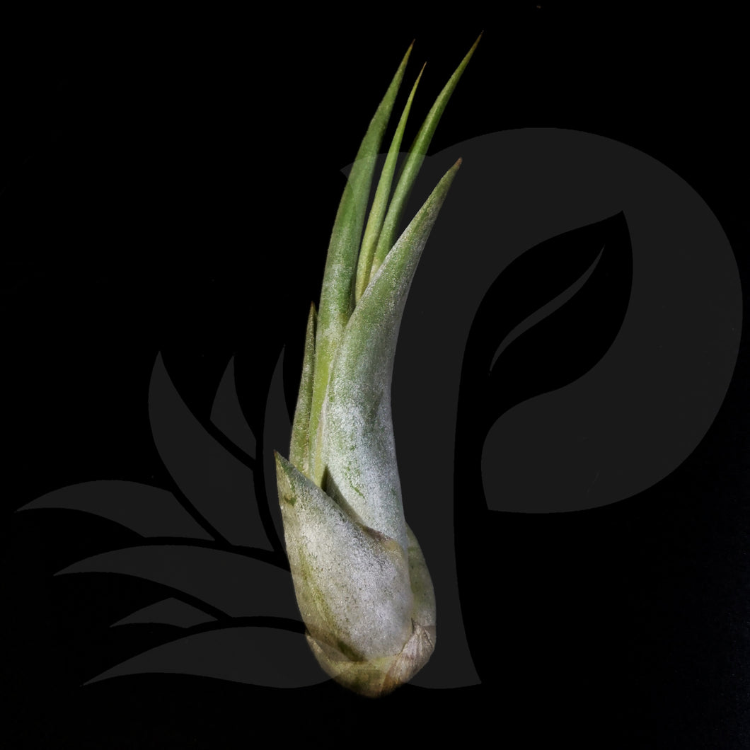Tillandsia paucifolia, beautiful airplant for sale