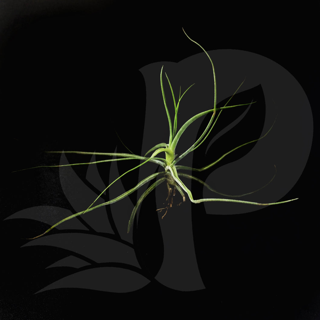 Tillandsia schiedeana, beautiful airplant for sale