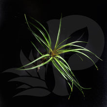T. cyanea (small), beautiful airplant for sale