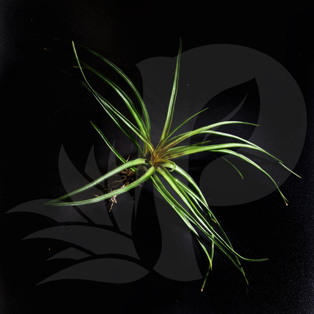 T. cyanea (small), beautiful airplant for sale