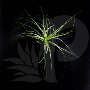 Tillandsia stricta (small), beautiful airplant for sale