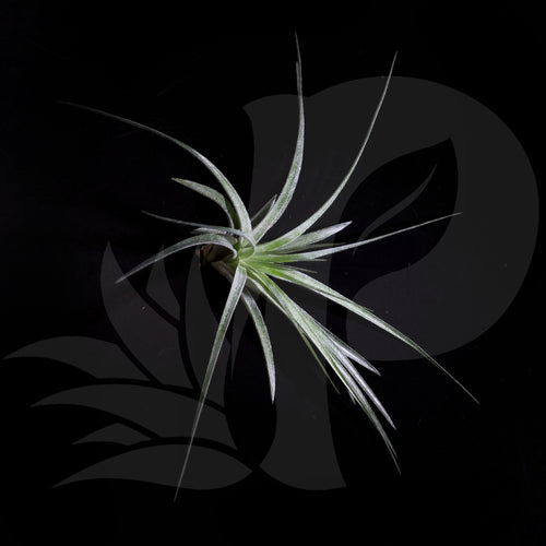 Tillandsia 'Cotton Candy' (stricta x recurvifolia) beautiful airplant for sale