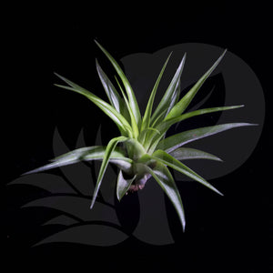 Tillandsia brachycaulos (small) beautiful airplant for sale
