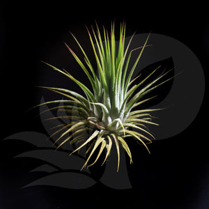 T. ionantha var. Ionantha