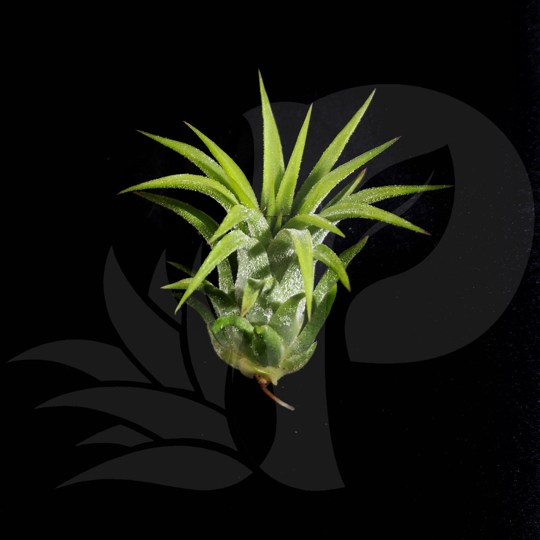 T. ionantha Thick Leaves (small)