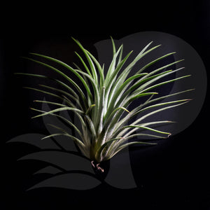 Tillandsia ionantha Rubra (small), beautiful airplant for sale